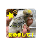 ゆきちゃんスタンプ30（個別スタンプ：1）