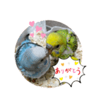 ゆきちゃんスタンプ30（個別スタンプ：15）