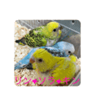 ゆきちゃんスタンプ30（個別スタンプ：17）