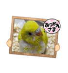 ゆきちゃんスタンプ30（個別スタンプ：22）