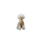 トイプードルのモチャーン（個別スタンプ：4）