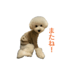 トイプードルのモチャーン（個別スタンプ：7）