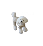 トイプードルのモチャーン（個別スタンプ：8）