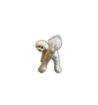 トイプードルのモチャーン（個別スタンプ：13）