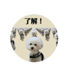 トイプードルのモチャーン（個別スタンプ：15）
