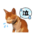 仲良し猫のしゃけとライト☆（個別スタンプ：11）