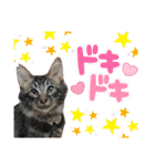 仲良し猫のしゃけとライト☆（個別スタンプ：30）