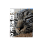 仲良し猫のしゃけとライト☆（個別スタンプ：32）