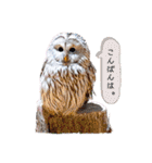 michochii 3（個別スタンプ：3）