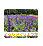 大きめ文字で丁寧にごあいさつ（個別スタンプ：10）