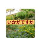 大きめ文字で丁寧にごあいさつ（個別スタンプ：16）