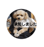 マロンの敬語と英語（個別スタンプ：17）