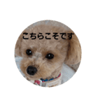 マロンの敬語と英語（個別スタンプ：21）