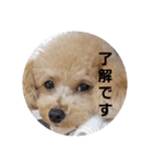マロンの敬語と英語（個別スタンプ：22）