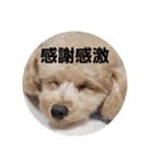 マロンの敬語と英語（個別スタンプ：24）