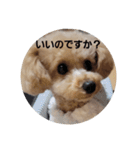 マロンの敬語と英語（個別スタンプ：25）