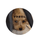 マロンの敬語と英語（個別スタンプ：26）