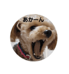 マロンの敬語と英語（個別スタンプ：29）