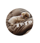 マロンの敬語と英語（個別スタンプ：31）