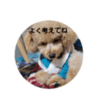 マロンの敬語と英語（個別スタンプ：35）