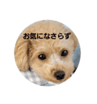 マロンの敬語と英語（個別スタンプ：38）