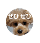 マロンの敬語と英語（個別スタンプ：39）