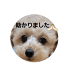 マロンの敬語と英語（個別スタンプ：40）