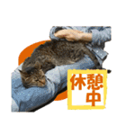 保護猫ズ（個別スタンプ：5）