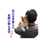 保護猫ズ（個別スタンプ：11）