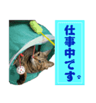 保護猫ズ（個別スタンプ：12）