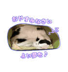 保護猫ズ（個別スタンプ：13）