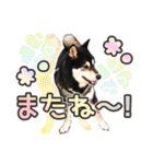 黒柴犬 ♡ 敬語 ♡スタンプ01 豆柴 黒柴（個別スタンプ：23）