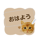 ぐうかわ♥生後3週間の茶トラ子猫写真（個別スタンプ：1）