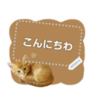 ぐうかわ♥生後3週間の茶トラ子猫写真（個別スタンプ：2）