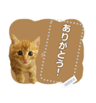 ぐうかわ♥生後3週間の茶トラ子猫写真（個別スタンプ：4）