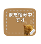 ぐうかわ♥生後3週間の茶トラ子猫写真（個別スタンプ：12）