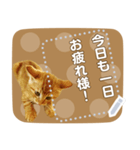 ぐうかわ♥生後3週間の茶トラ子猫写真（個別スタンプ：13）