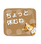 ぐうかわ♥生後3週間の茶トラ子猫写真（個別スタンプ：15）