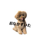 A家で溺愛するわんことうさぎ（個別スタンプ：1）
