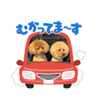 A家で溺愛するわんことうさぎ（個別スタンプ：5）