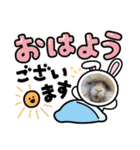 A家で溺愛するわんことうさぎ（個別スタンプ：6）