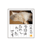 A家で溺愛するわんことうさぎ（個別スタンプ：7）