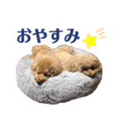 A家で溺愛するわんことうさぎ（個別スタンプ：8）