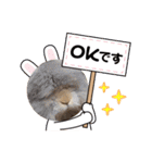 A家で溺愛するわんことうさぎ（個別スタンプ：9）