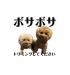 A家で溺愛するわんことうさぎ（個別スタンプ：12）