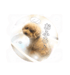 A家で溺愛するわんことうさぎ（個別スタンプ：13）