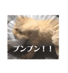 A家で溺愛するわんことうさぎ（個別スタンプ：14）