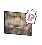 A家で溺愛するわんことうさぎ（個別スタンプ：15）