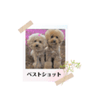A家で溺愛するわんことうさぎ（個別スタンプ：16）