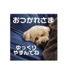 A家で溺愛するわんことうさぎ（個別スタンプ：17）